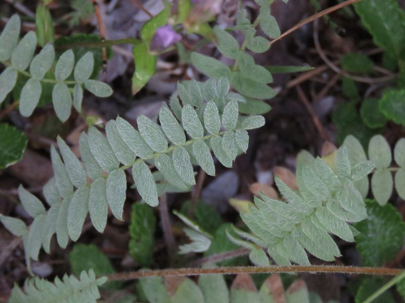Oxytropis deflexa, photographed by Erin Springinotic