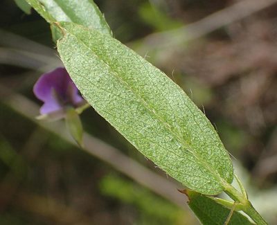 Psoralea plauta, photographed by Nicola van Berkel