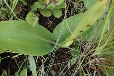 Satyrium longicauda, photographed by Peter Warren