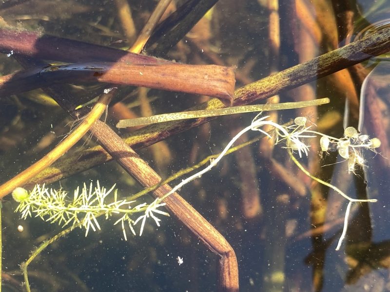 Utricularia intermedia, photographed by Doug Suitor