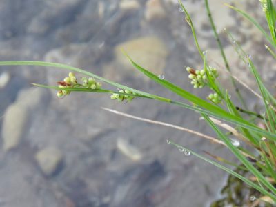 Carex aurea, photographed by Erin Springinotic