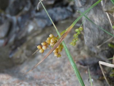 Carex aurea, photographed by Erin Springinotic