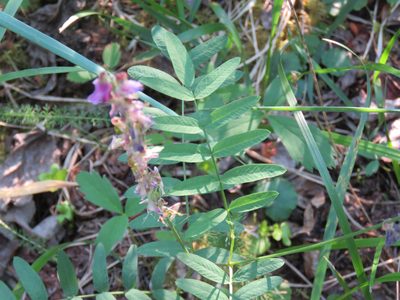 Hedysarum alpinum, photographed by Erin Springinotic
