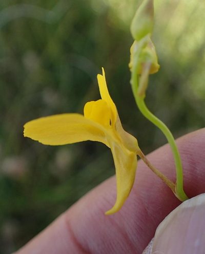 Utricularia prehensilis, photographed by Peter Warren