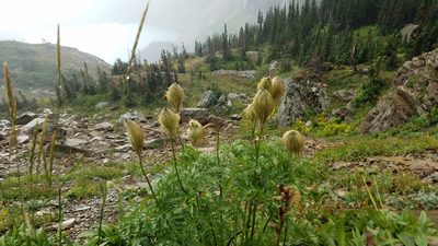 Pulsatilla occidentalis, photographed by Mitch Van Dyke