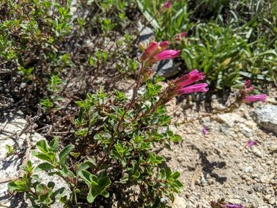 Penstemon newberryi, photographed by Zac Peterson