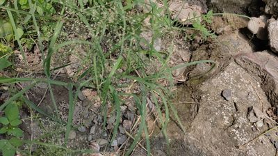Eragrostis tenella, photographed by Meng-Chi Hung