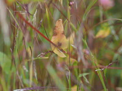 Persicaria sagittata, photographed by mefisher