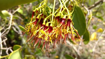 Amyema mackayensis, photographed by coenobita