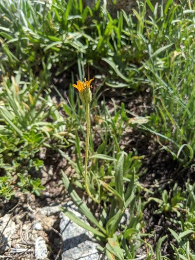 Raillardella scaposa, photographed by Zac Peterson