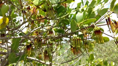 Amyema mackayensis, photographed by coenobita