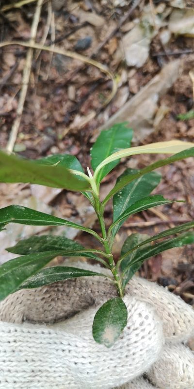 Calophyllum rufigemmatum, photographed by Samuel Lee