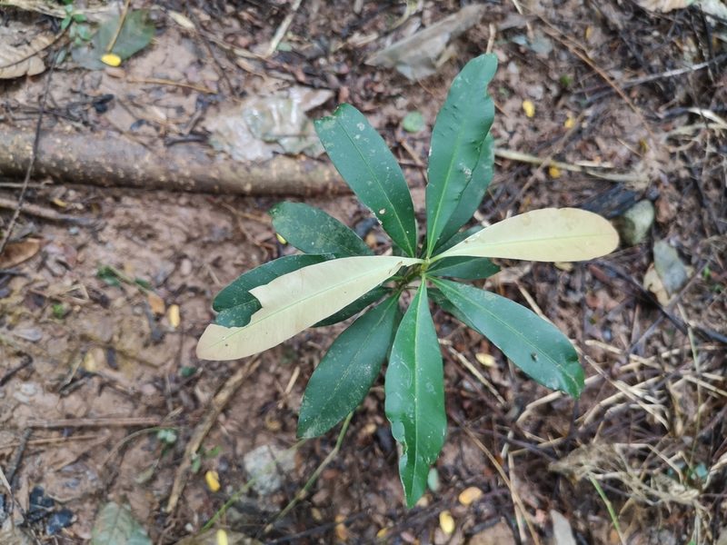 Calophyllum rufigemmatum, photographed by Samuel Lee