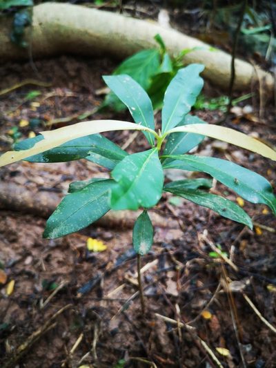 Calophyllum rufigemmatum, photographed by Samuel Lee