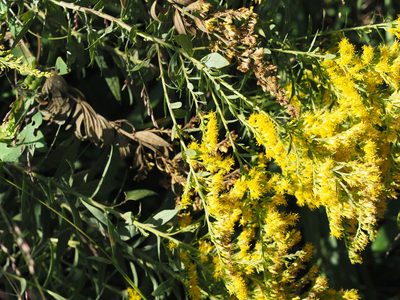 Solidago altissima, photographed by mefisher