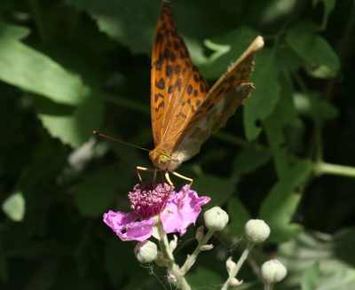 Rubus creticus, photographed by Oleg Kosterin