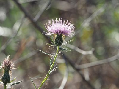 Cirsium discolor, photographed by mefisher