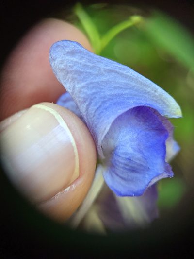 Aconitum uncinatum, photographed by Sam Taylor