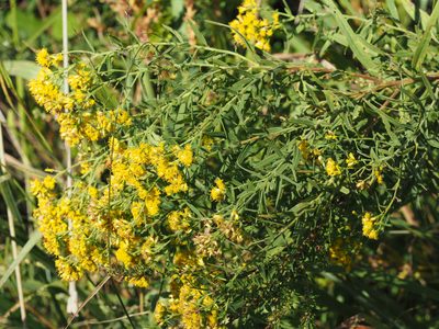 Euthamia graminifolia, photographed by mefisher