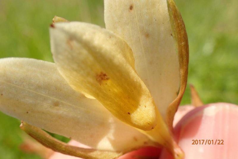 Eulophia calanthoides, photographed by Peter Warren