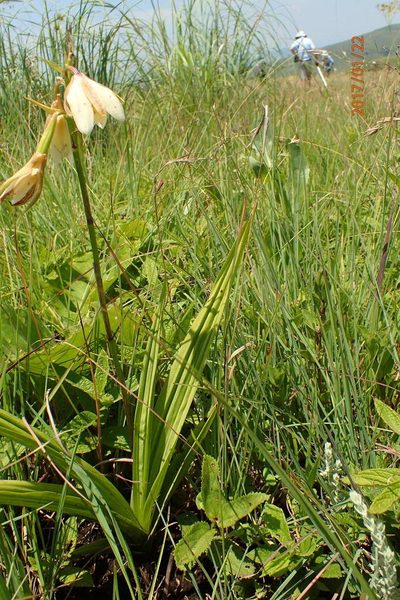 Eulophia calanthoides, photographed by Peter Warren