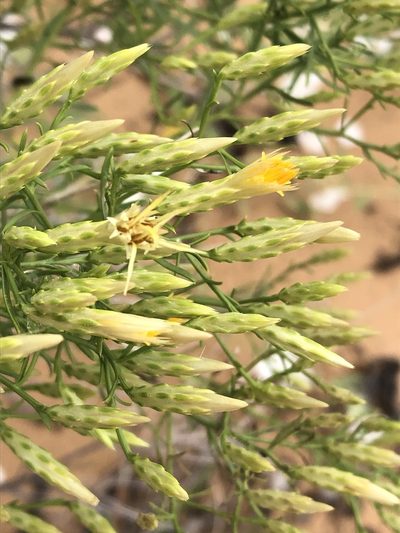 Lorandersonia pulchella, photographed by Jared Shorma
