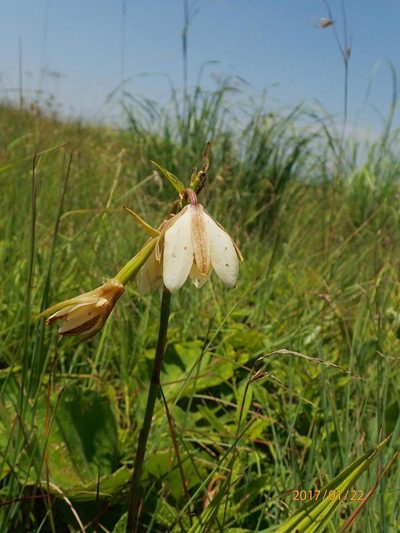 Eulophia calanthoides, photographed by Peter Warren