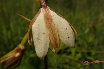 Eulophia calanthoides, photographed by Peter Warren