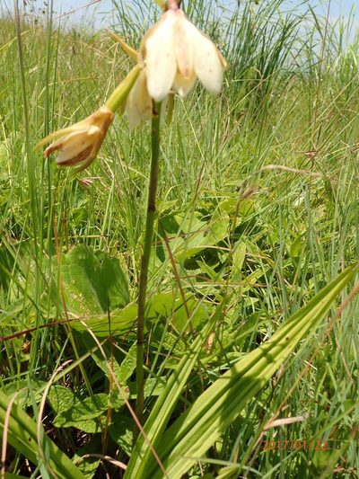 Eulophia calanthoides, photographed by Peter Warren