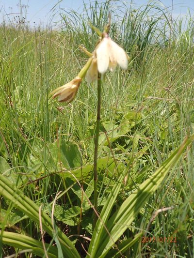 Eulophia calanthoides, photographed by Peter Warren