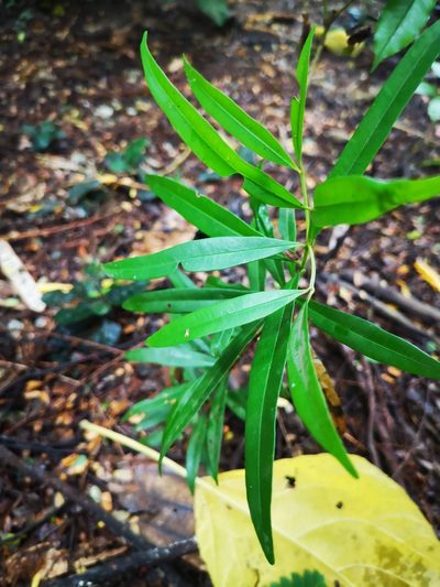Syzygium myrtifolium, photographed by Samuel Lee