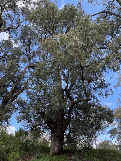 Eucalyptus baueriana, photographed by Dylan Wishart