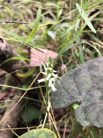 Spiranthes ovalis, photographed by Will McFarland
