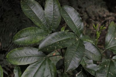 Melicope micrococca, photographed by Greg Tasney