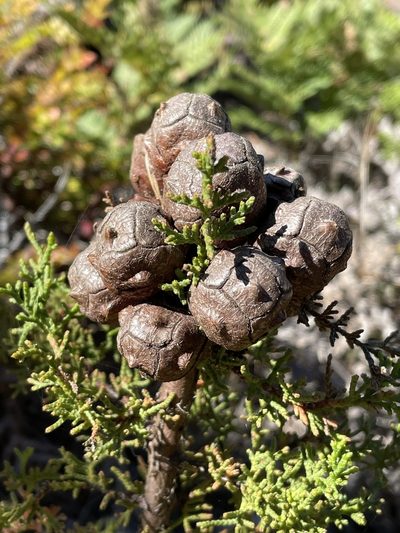 Hesperocyparis goveniana, photographed by Irene