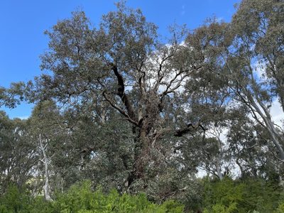 Eucalyptus baueriana, photographed by Dylan Wishart