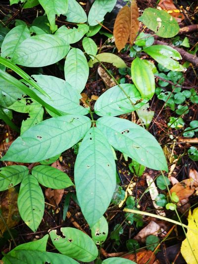 Derris elliptica, photographed by Samuel Lee