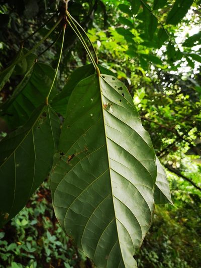 Sterculia parviflora, photographed by Samuel Lee
