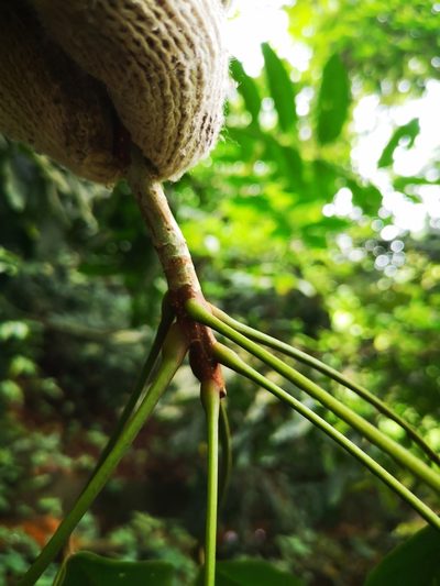Sterculia parviflora, photographed by Samuel Lee