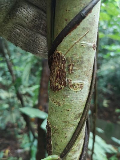 Sterculia parviflora, photographed by Samuel Lee