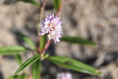 Persicaria bicornis, photographed by Jay Pruett