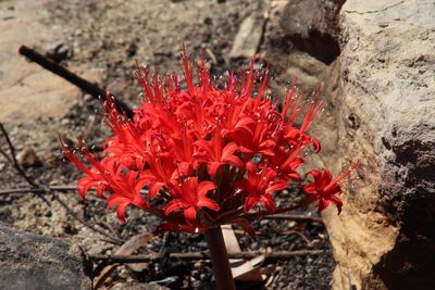 Brunsvigia marginata, photographed by Tony Rebelo