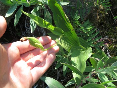 Cypripedium passerinum, photographed by Erin Springinotic