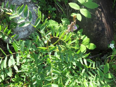 Hedysarum alpinum, photographed by Erin Springinotic
