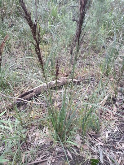 Gahnia radula, photographed by John Cull