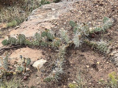 Opuntia tortispina, photographed by lejones417