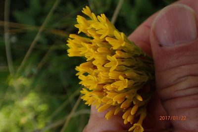 Sebaea natalensis, photographed by Peter Warren