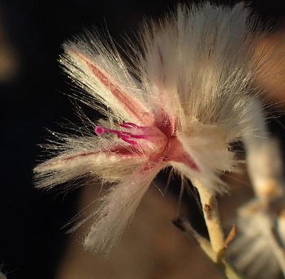 Calicorema capitata, photographed by Nicola van Berkel