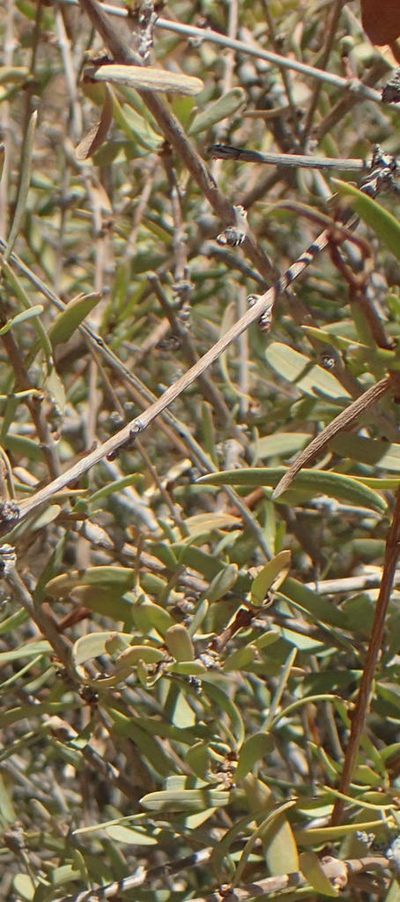 Cryptolepis decidua, photographed by Nicola van Berkel