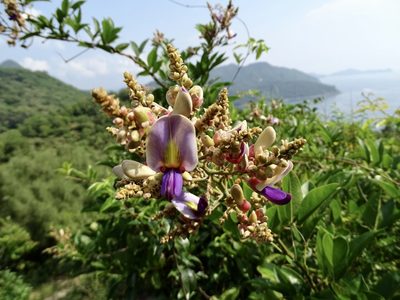 Callerya nitida, photographed by Toby Y